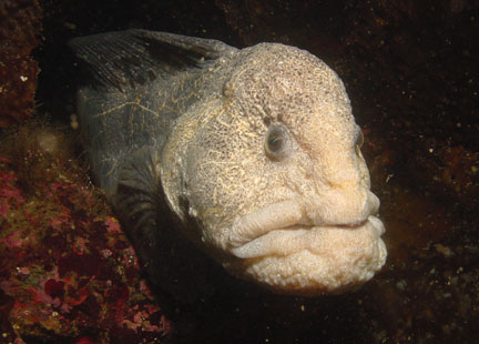 اغْرُب الْمَخْلُوْقَات الحَيونِيُّهَا  في العالم Jegulja Vuk - Wolf Eel (Anarrhichthys ocellatus) Morske Vrste